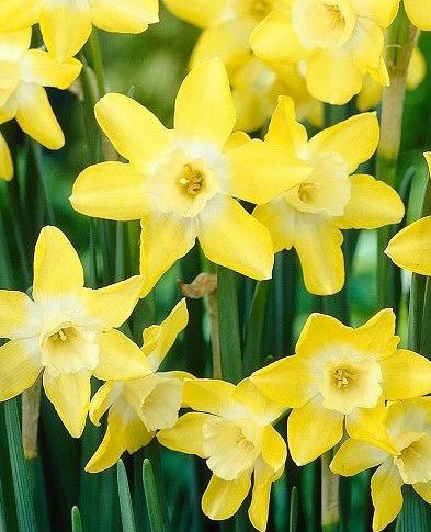 Narcissus Verdin - The Irish Gardener Store