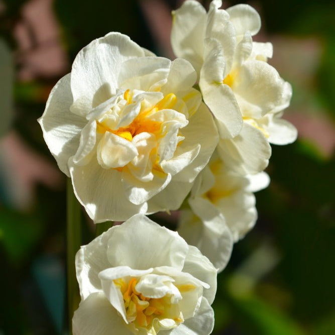 Narcissus White Cheerfulness - The Irish Gardener Store