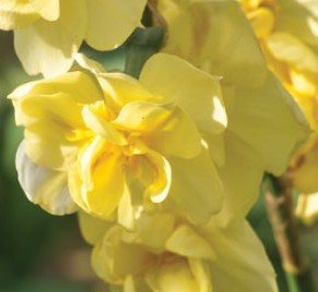 Narcissus Yellow Cheerfulness - The Irish Gardener Store