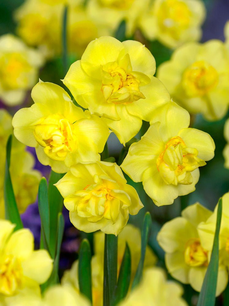 Narcissus Yellow Cheerfulness - The Irish Gardener Store