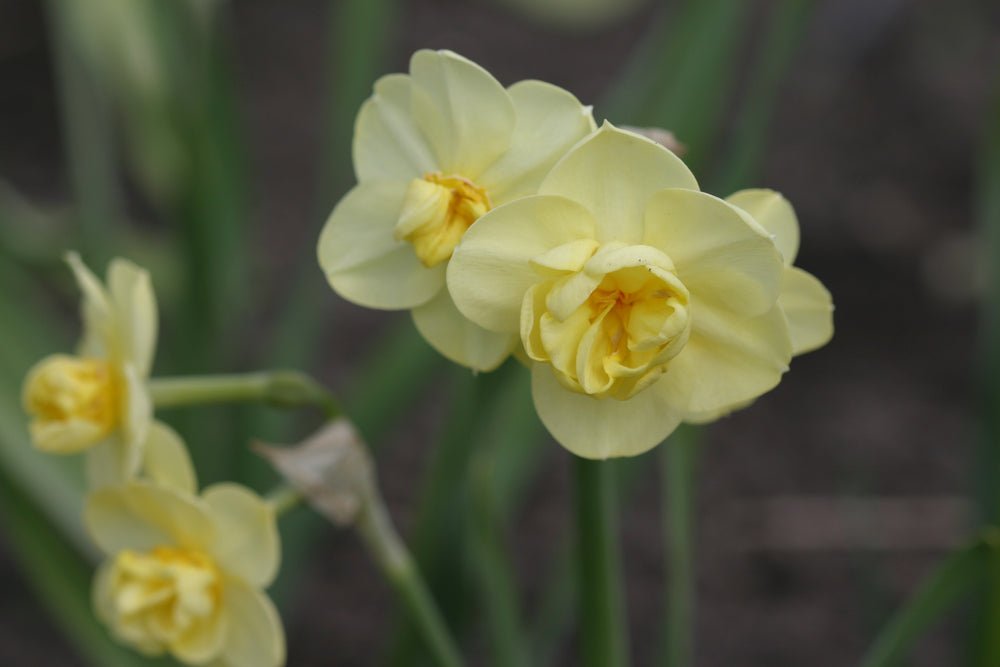 Narcissus Yellow Cheerfulness - The Irish Gardener Store