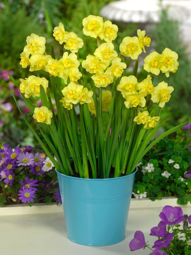 Narcissus Yellow Cheerfulness - The Irish Gardener Store