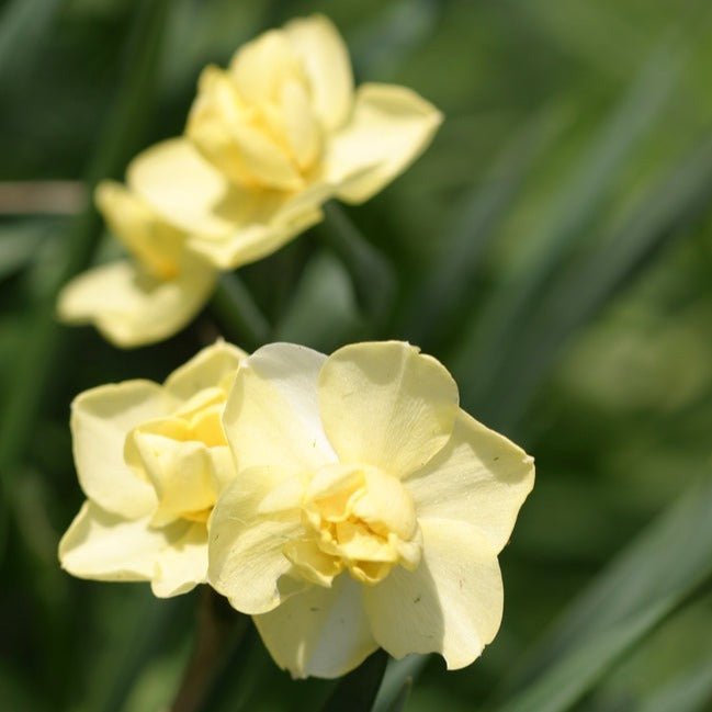 Narcissus Yellow Cheerfulness - The Irish Gardener Store