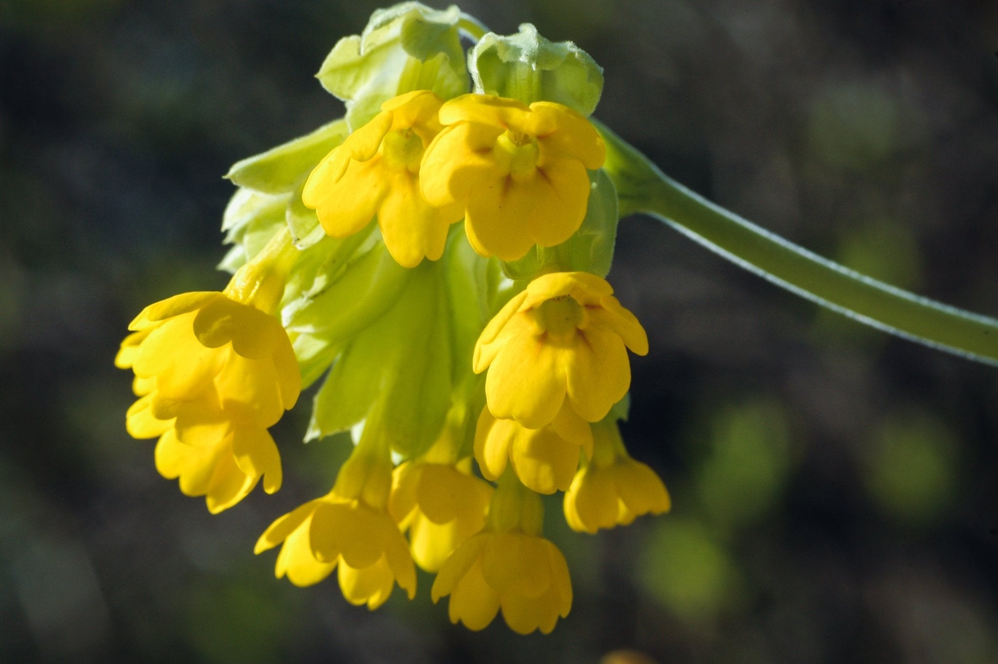 Native Irish Low Growing Wildflower Seed Mixture - The Irish Gardener Store