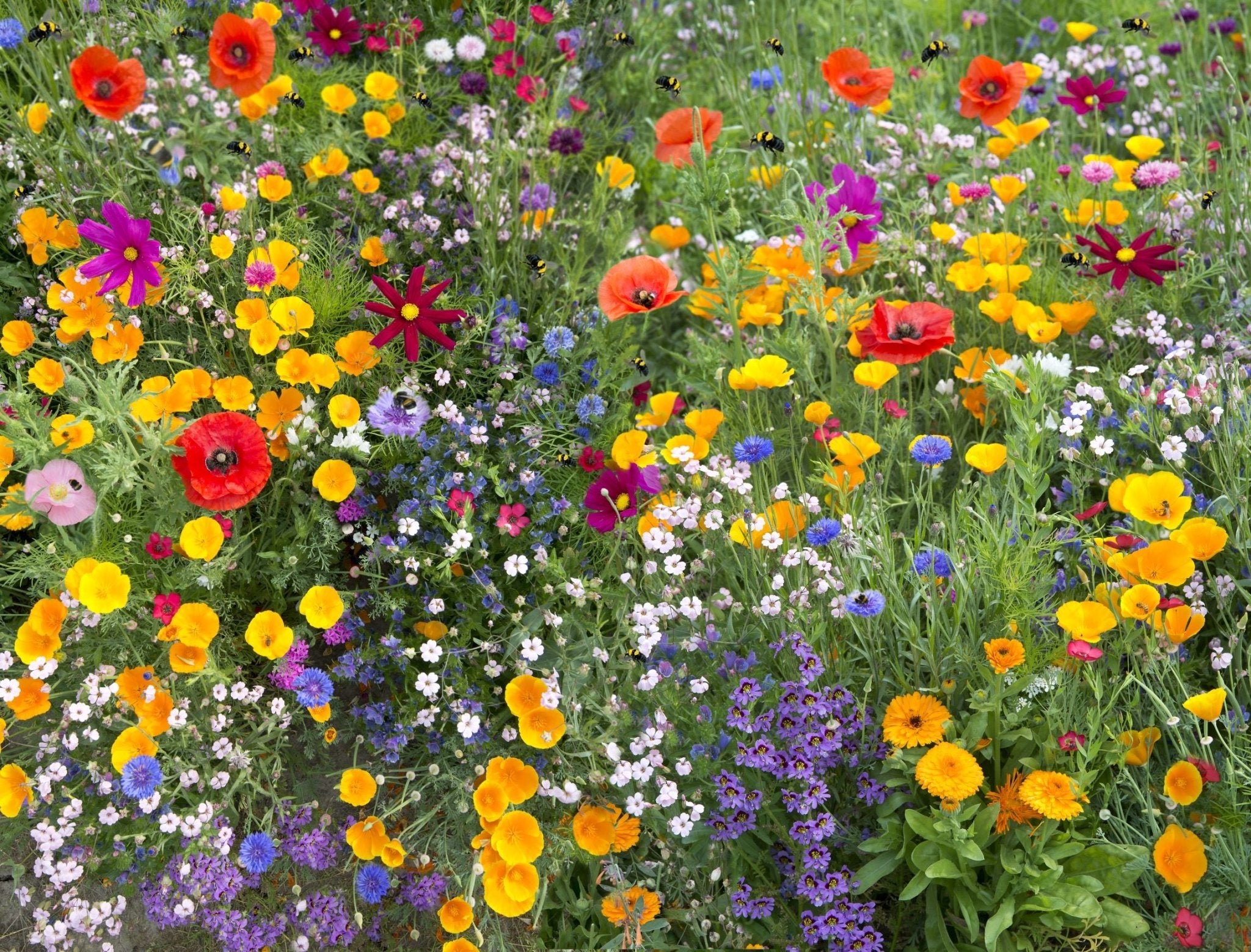 Native Irish Low Growing Wildflower Seed Mixture - The Irish Gardener Store