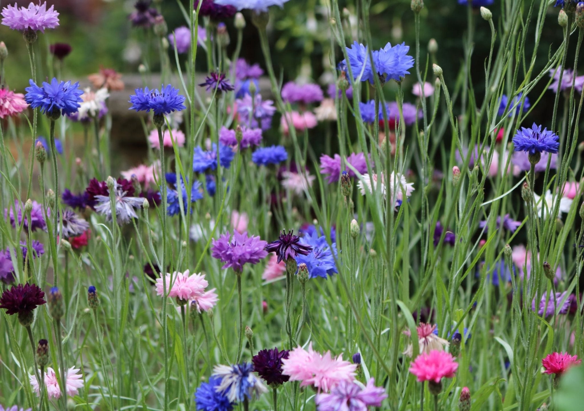 Native Irish Wildflower Meadow Seed Mixture - The Irish Gardener Store