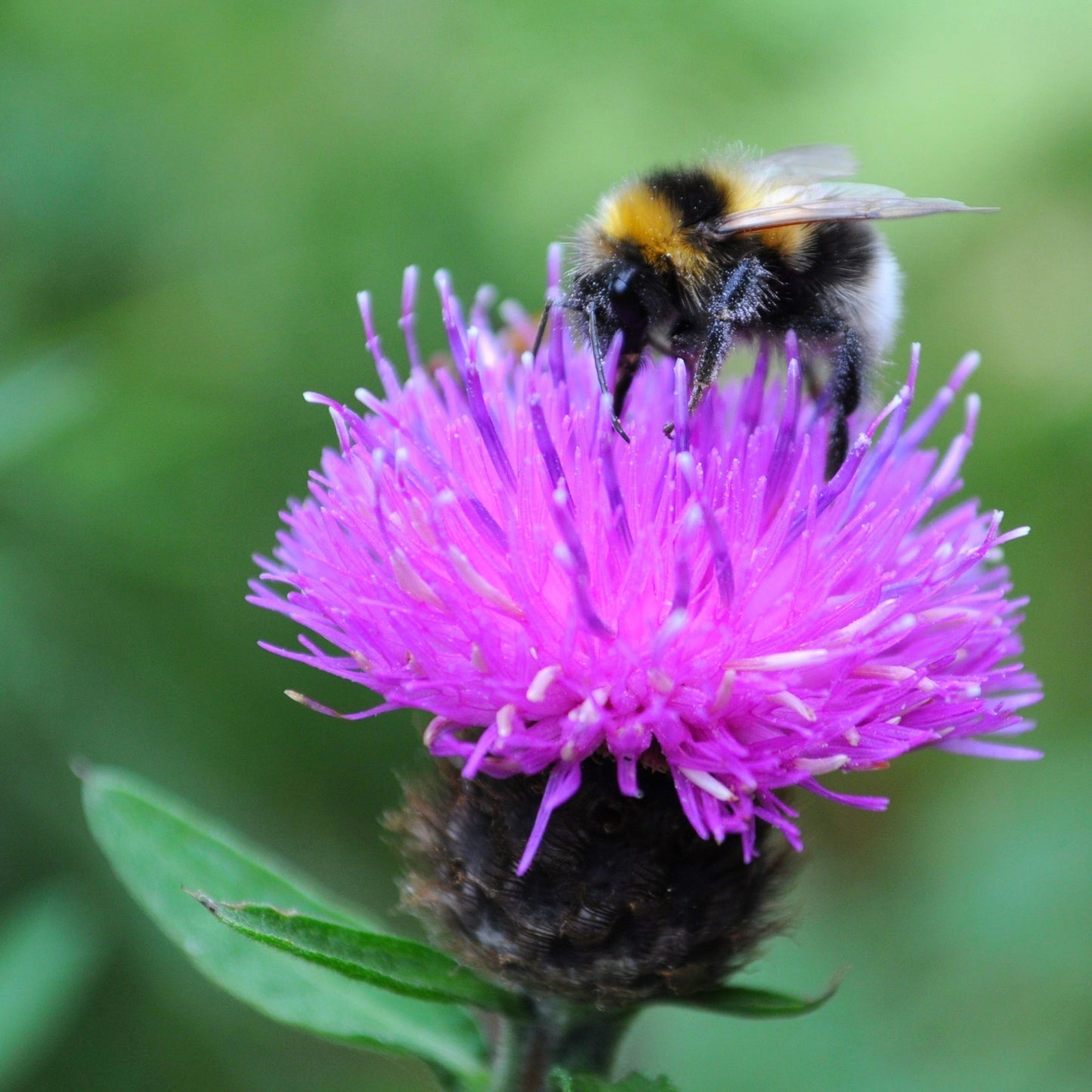 Native Irish Wildflower Seed - Biodiversity Mix - The Irish Gardener Store