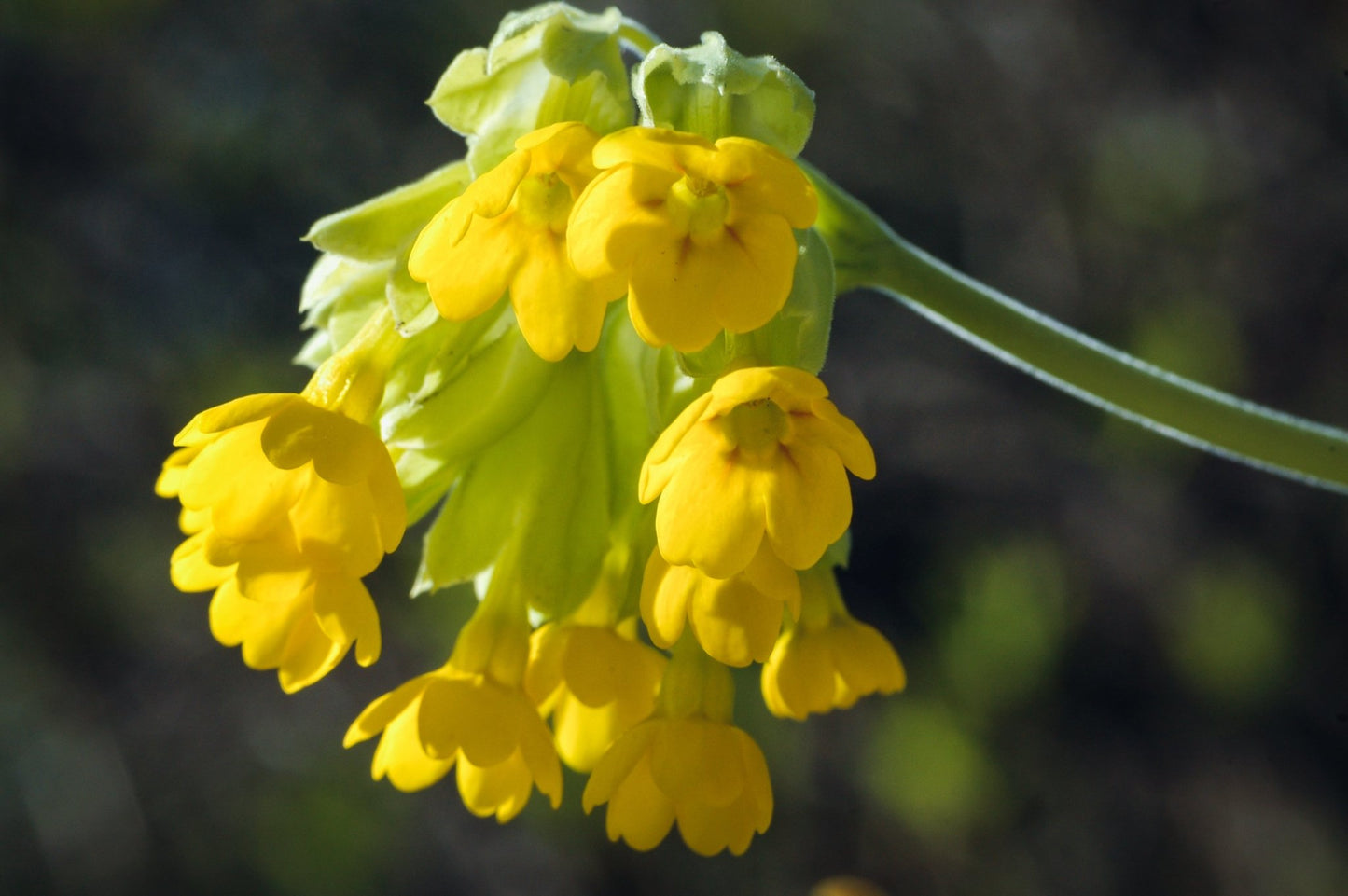 Native Irish Wildflower Seed - Biodiversity Mix - The Irish Gardener Store