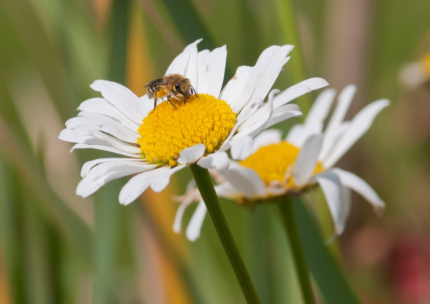 Native Irish Wildflower Seed - Biodiversity Mix - The Irish Gardener Store