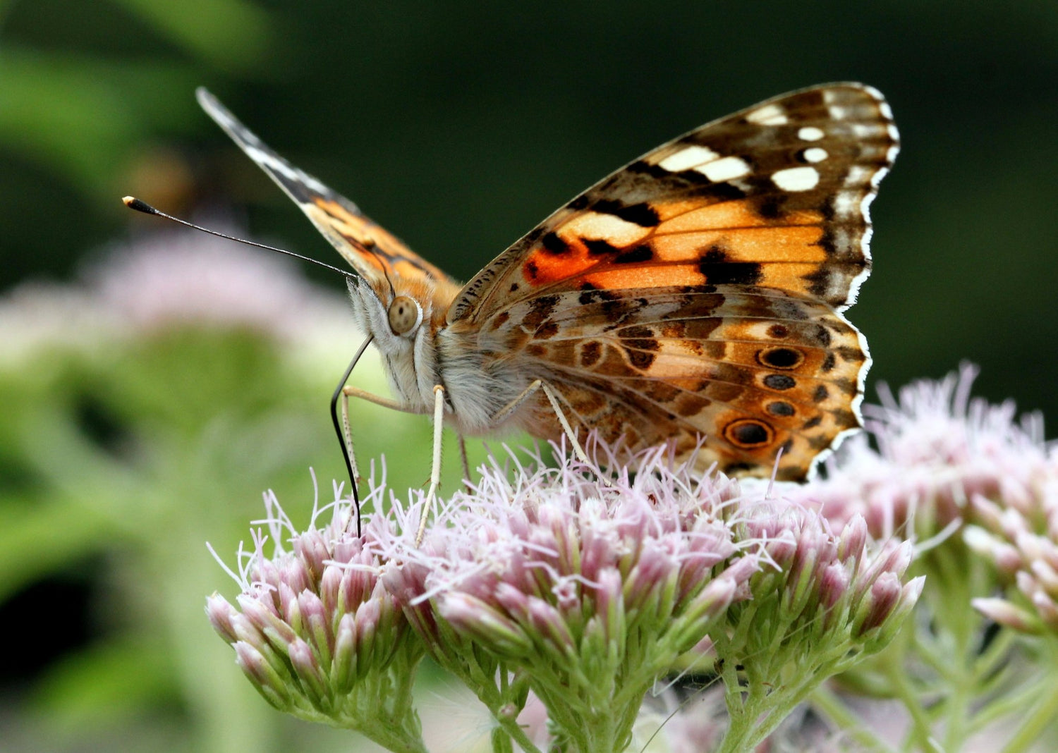 Native Irish Wildflower Seed - Biodiversity Mix - The Irish Gardener Store