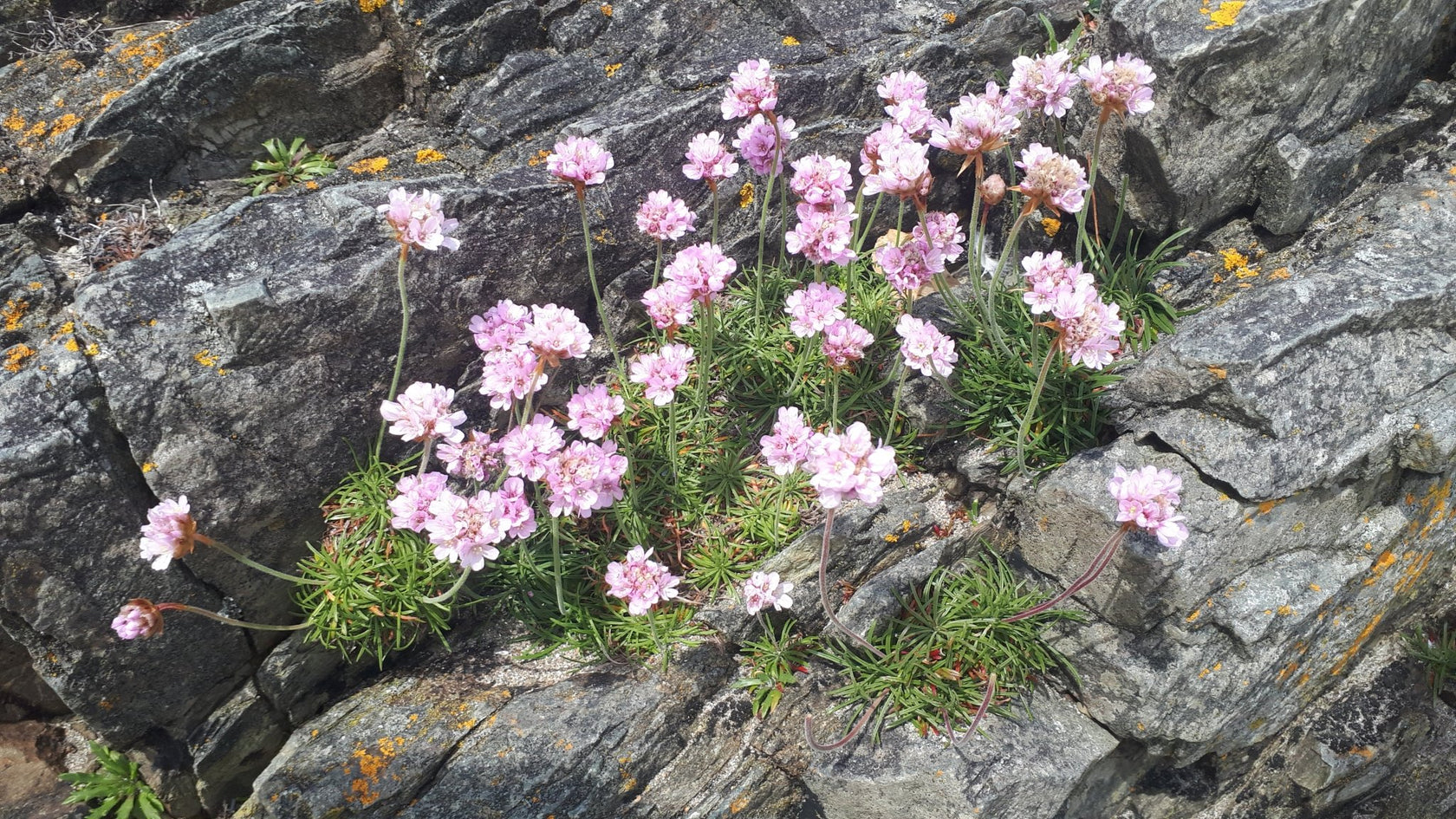 Native Irish Wildflower Seed Seaside/Coastal Mix The Irish Gardener