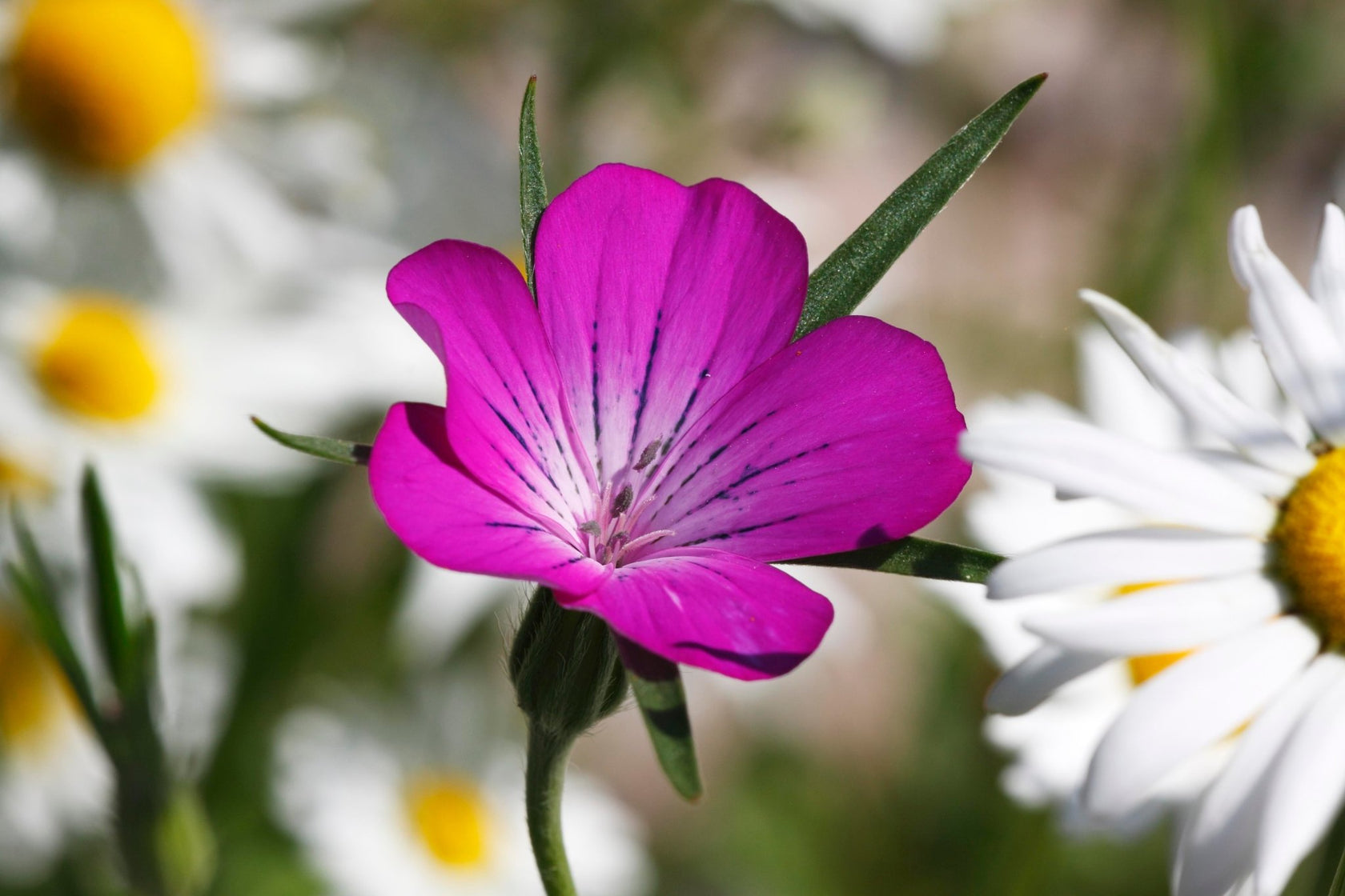 Native Irish Wildflower Seed Seaside/Coastal Mix The Irish Gardener