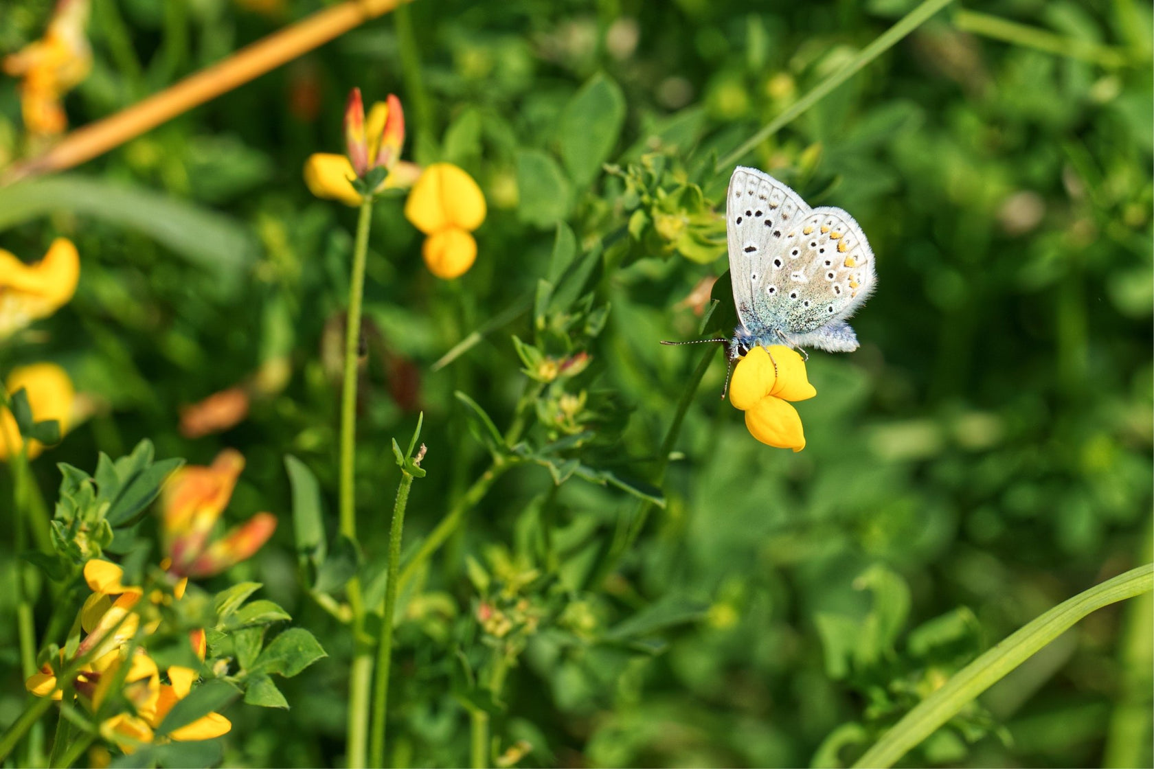 Native Irish Wildflower Seed Seaside/Coastal Mix The Irish Gardener