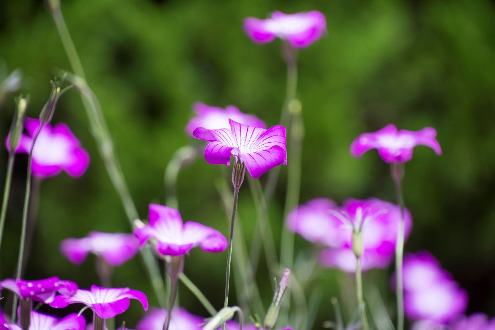 Native Irish Wildflower Seed Seaside/Coastal Mix The Irish Gardener