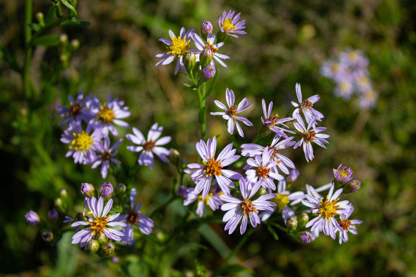 Native Irish Wildflower Seed Seaside/Coastal Mix The Irish Gardener