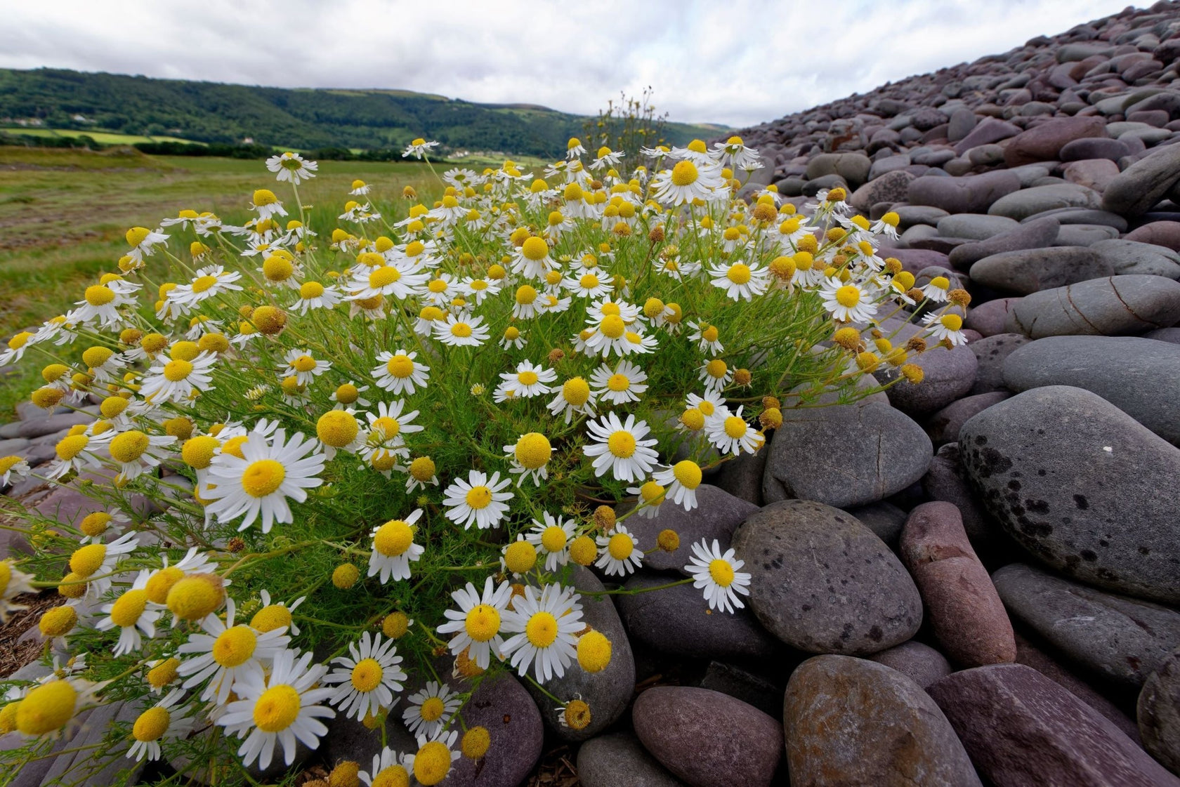 Native Irish Wildflower Seed Seaside/Coastal Mix The Irish Gardener
