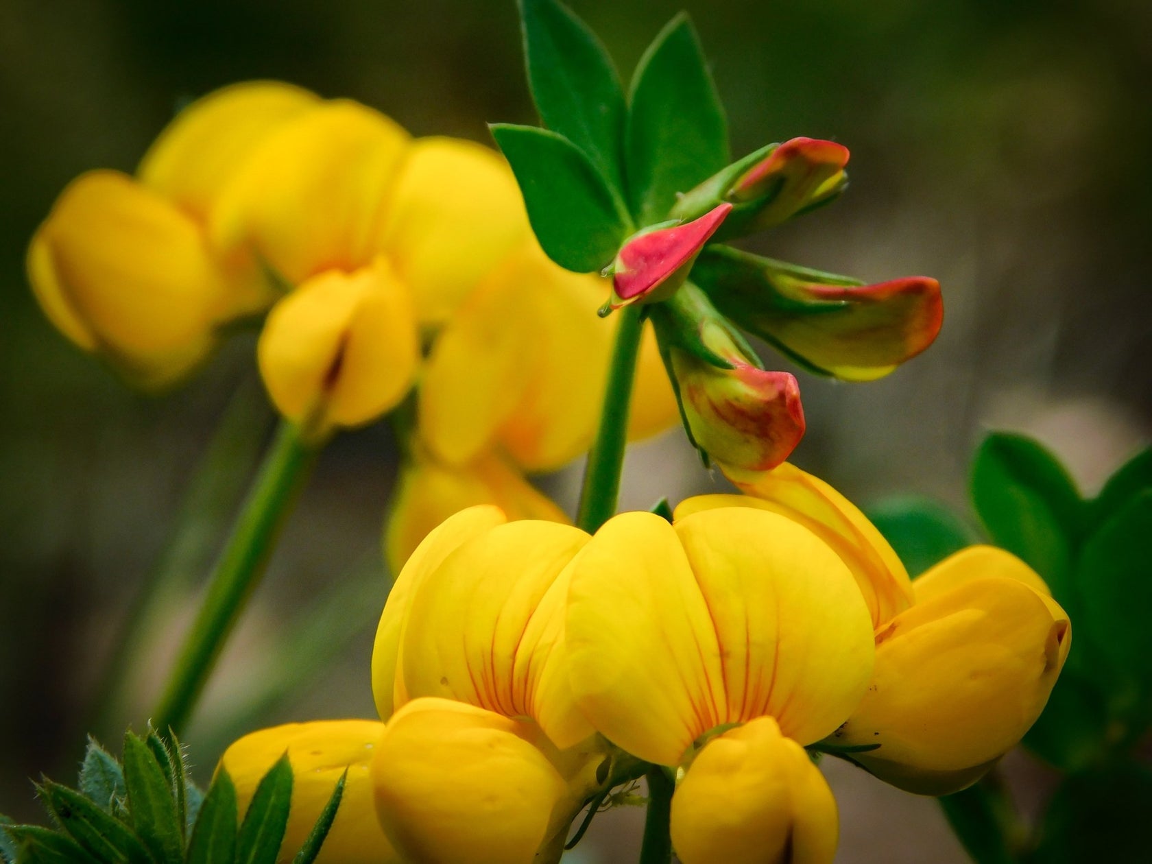 Native Irish Wildflower Seed Seaside/Coastal Mix The Irish Gardener