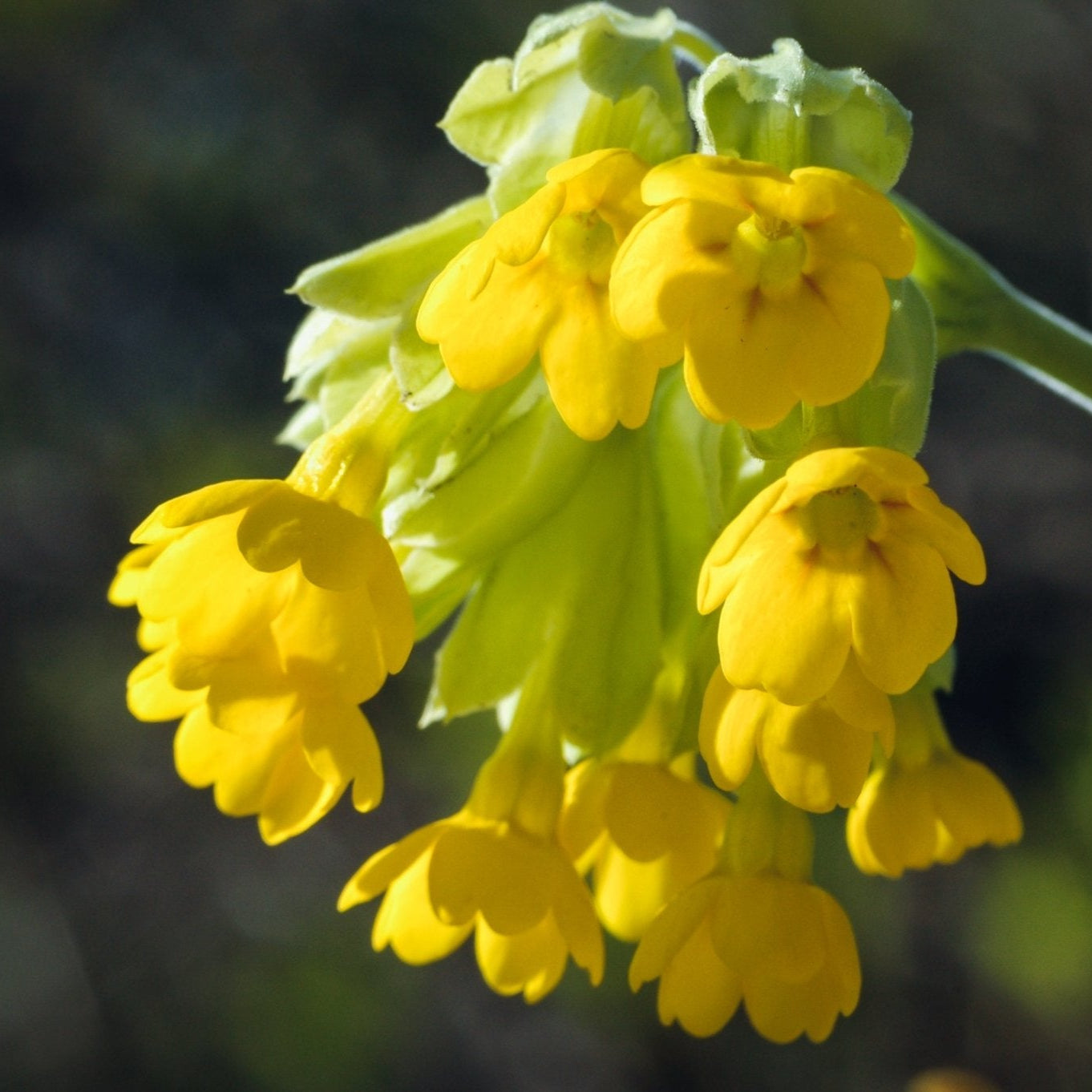 Image of a vibrant cowslip flower growing on a roadside verge covered in Native Irish Wildflowers, showcasing a mix of pollinator-friendly blooms thriving in full sun and semi-shade.Store