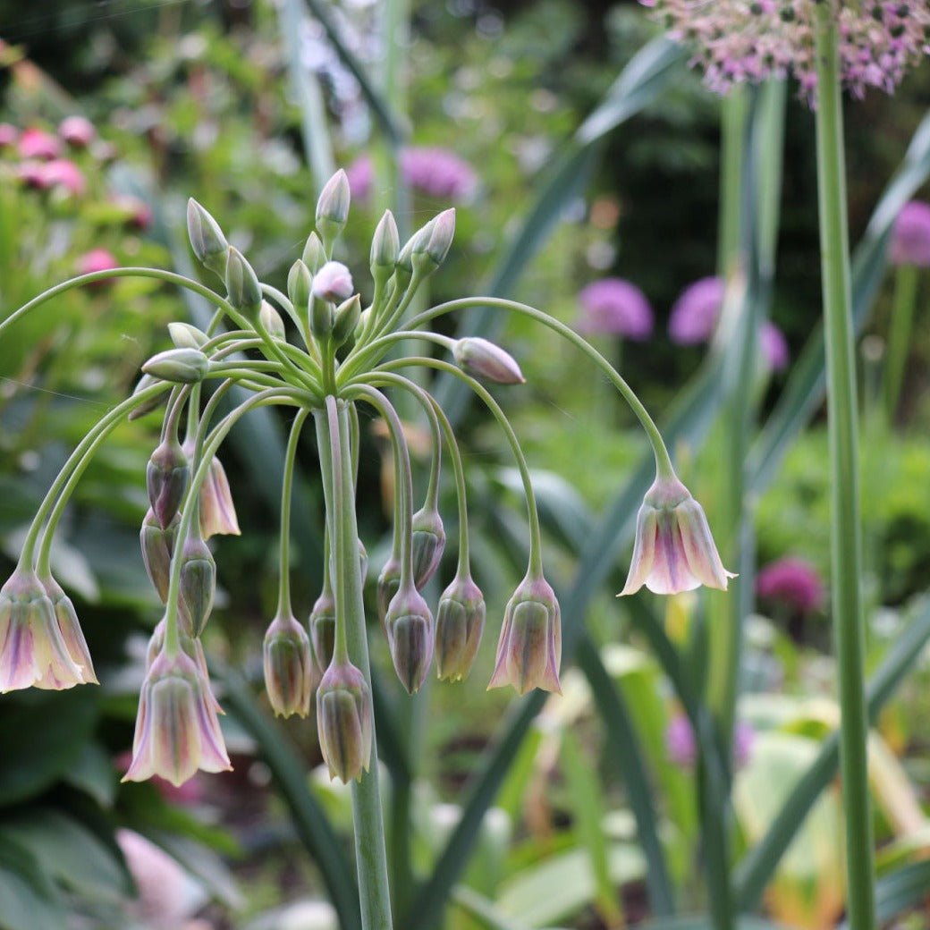 Nectaroscordum siculum - The Irish Gardener Store