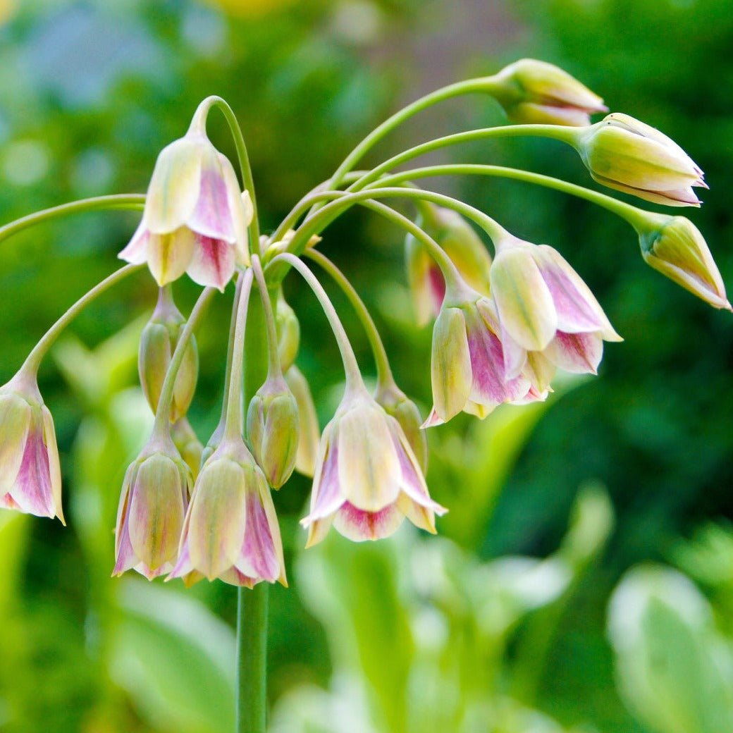 Nectaroscordum siculum - The Irish Gardener Store