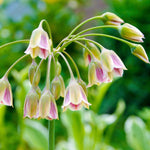 Nectaroscordum siculum - The Irish Gardener Store