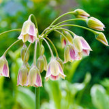 Nectaroscordum siculum - The Irish Gardener Store