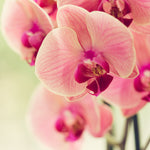 Orchid Bloom Feed - The Irish Gardener Store