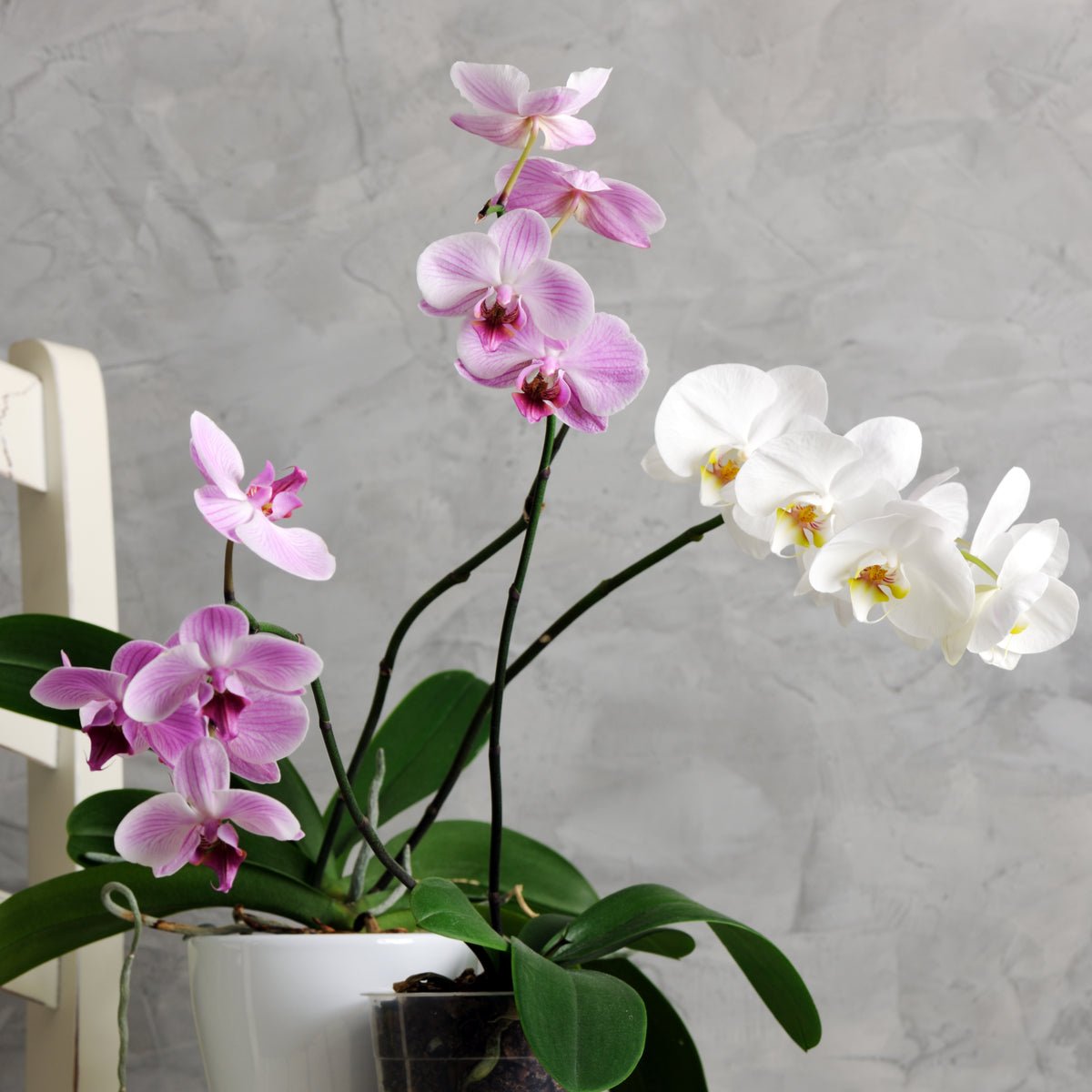 Orchid Bloom Feed - The Irish Gardener Store