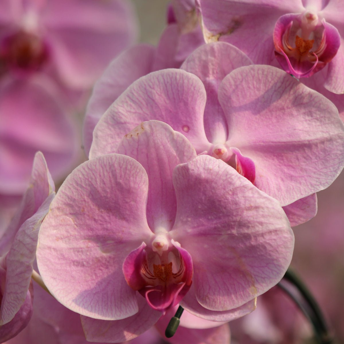 Orchid Bloom Feed - The Irish Gardener Store