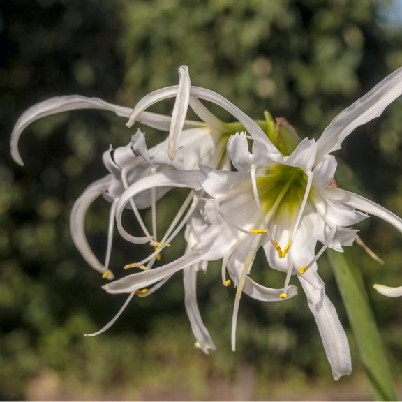 Peruvian Daffodil The Irish Gardener Store