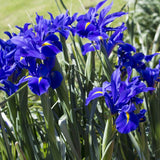 Peter’s Bulbs for Bees Collection - The Irish Gardener Store