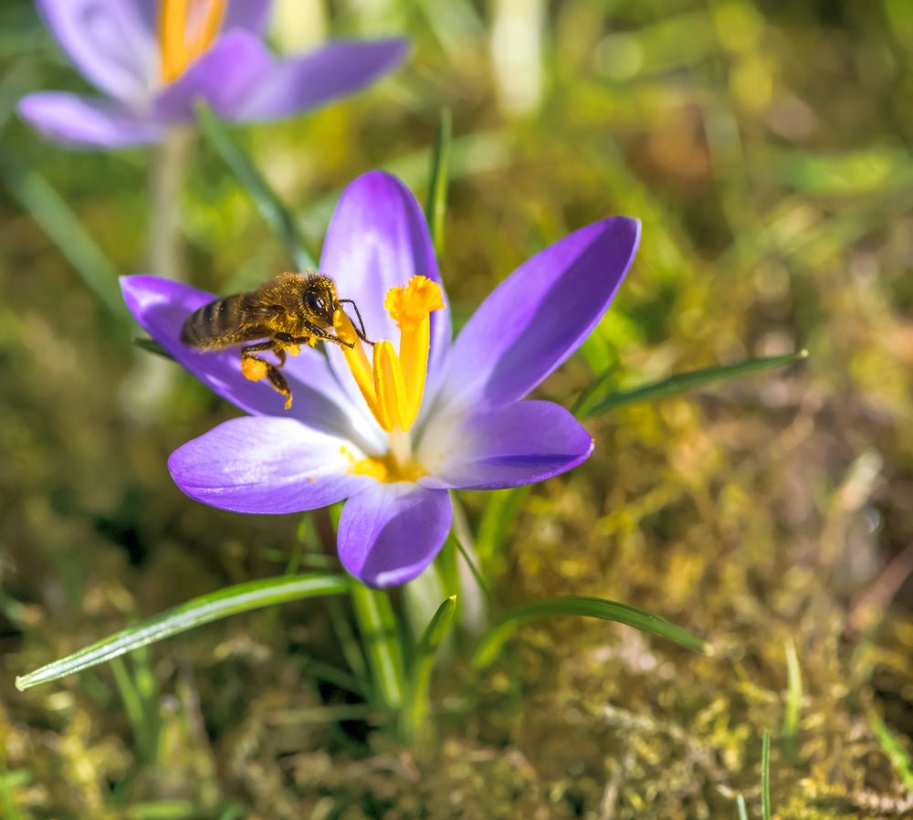 Peter’s Bulbs for Bees Collection - The Irish Gardener Store