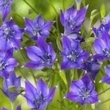 Peter’s Bulbs for Bees Collection - The Irish Gardener Store