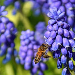 Peter’s Bulbs for Bees Collection - The Irish Gardener Store
