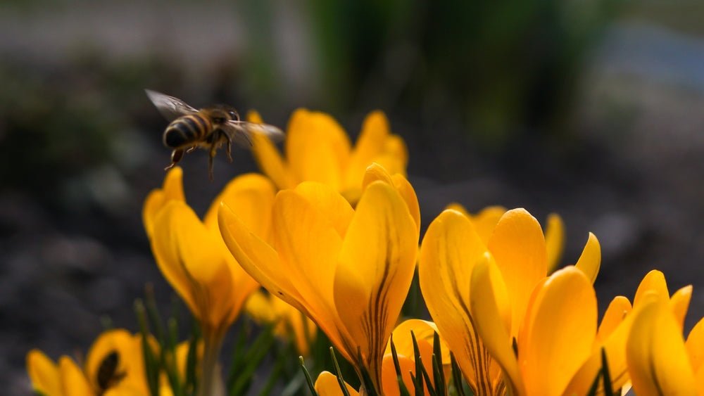 Peter’s Bulbs for Bees Collection - The Irish Gardener Store