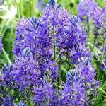 Peter’s Bulbs for Bees Collection - The Irish Gardener Store