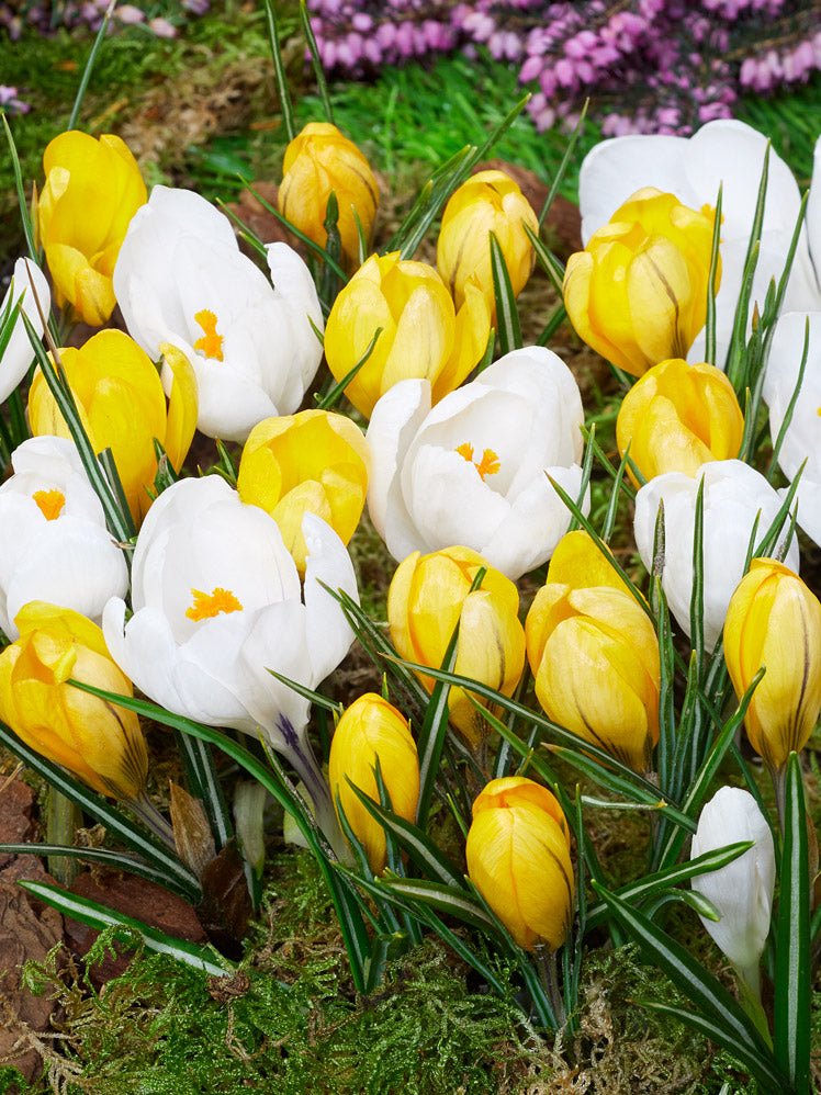 Peter's Collection of Best Spring Bulbs for Woodland and Shady Areas - The Irish Gardener Store