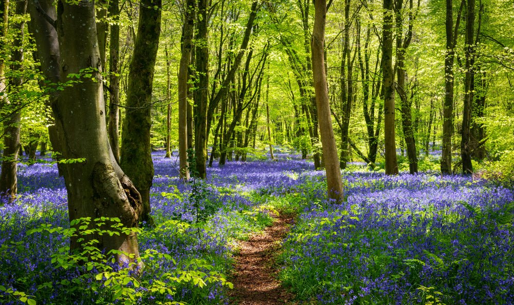 Peter's Collection of Best Spring Bulbs for Woodland and Shady Areas - The Irish Gardener Store
