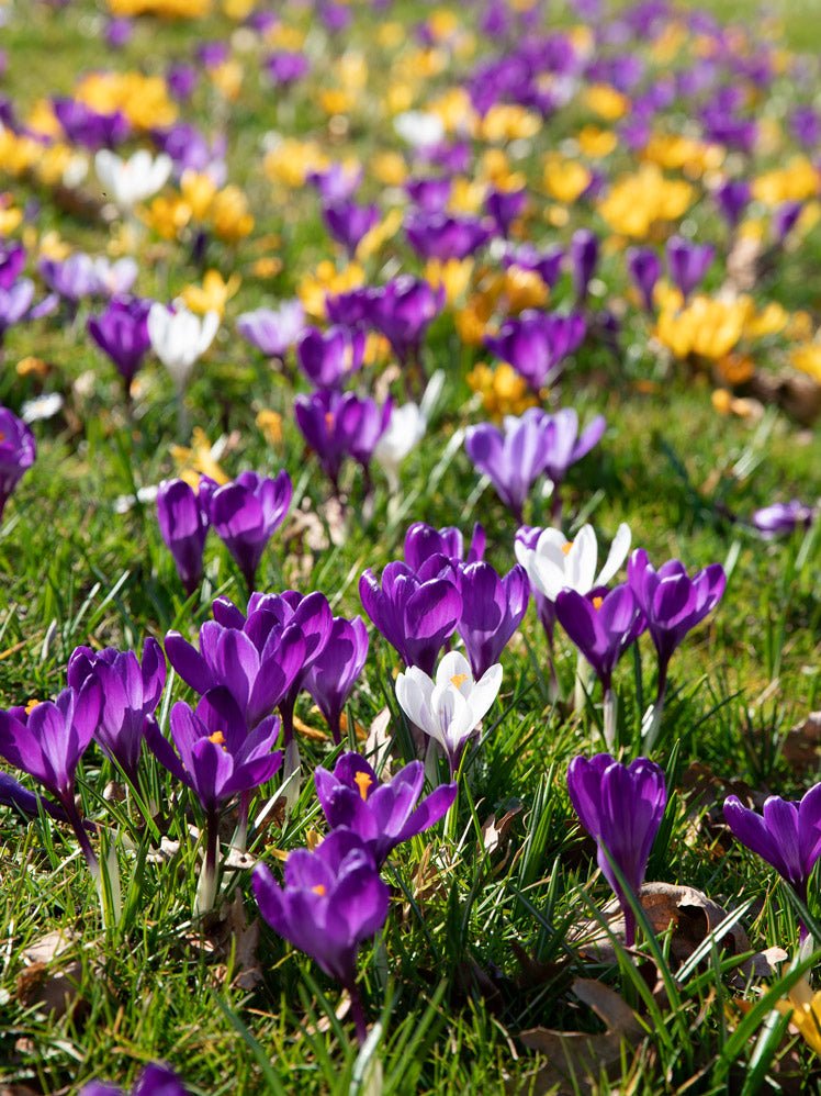 Peter's Collection of Best Spring Bulbs for Woodland and Shady Areas - The Irish Gardener Store