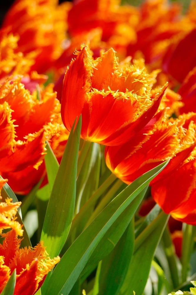 Peter's Mixture of Fringed Tulips - The Irish Gardener Store