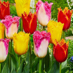 Peter's Mixture of Fringed Tulips - The Irish Gardener Store