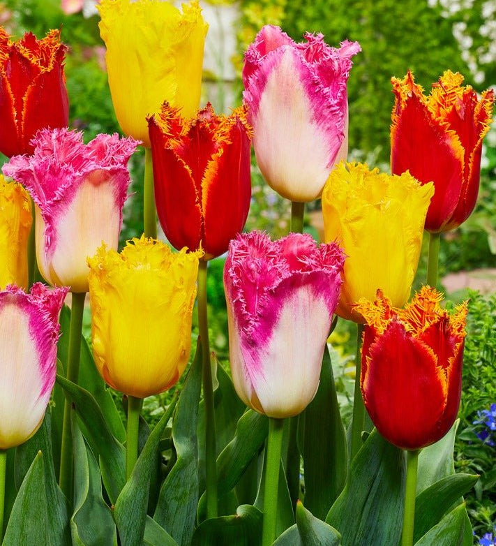 Peter's Mixture of Fringed Tulips - The Irish Gardener Store