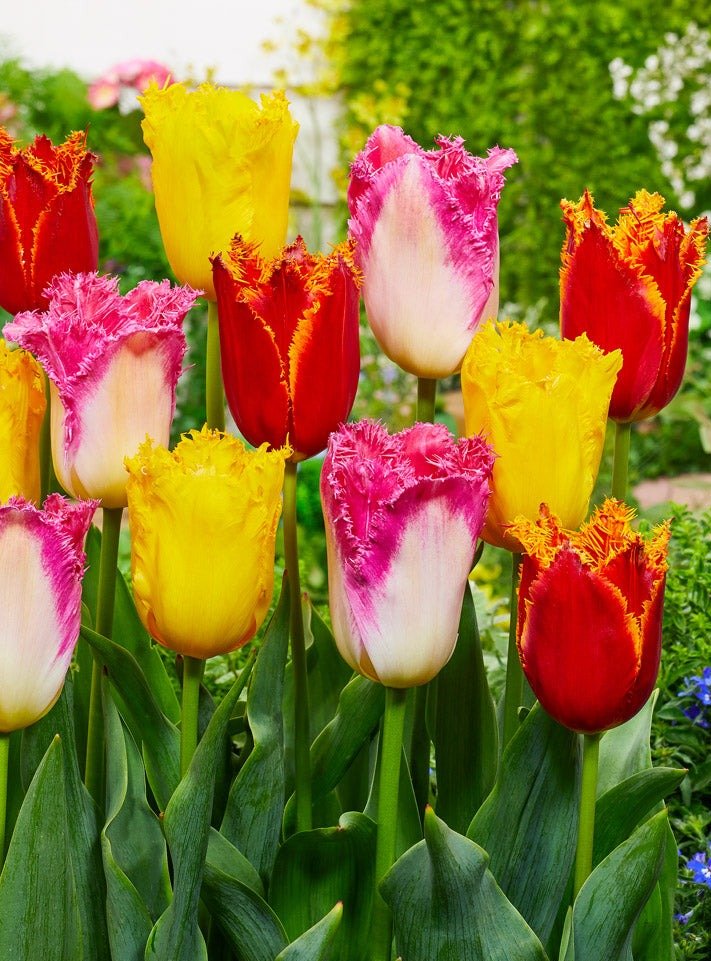 Peter's Mixture of Fringed Tulips - The Irish Gardener Store