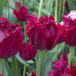 Peter's Mixture of Fringed Tulips - The Irish Gardener Store