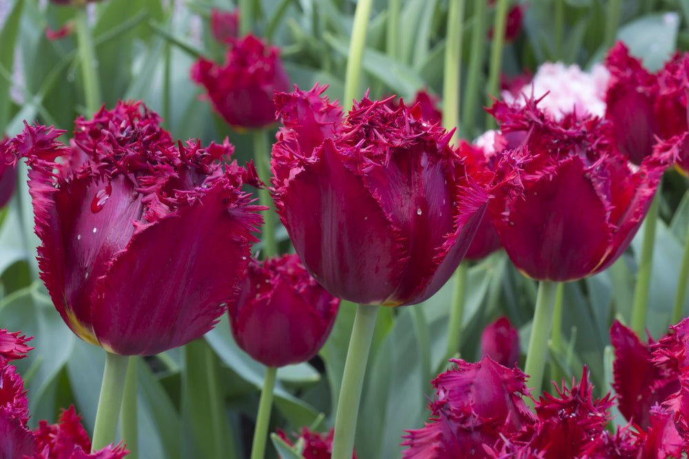 Peter's Mixture of Fringed Tulips - The Irish Gardener Store