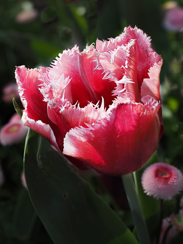 Peter's Mixture of Fringed Tulips - The Irish Gardener Store