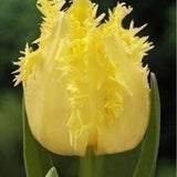 Peter's Mixture of Fringed Tulips - The Irish Gardener Store