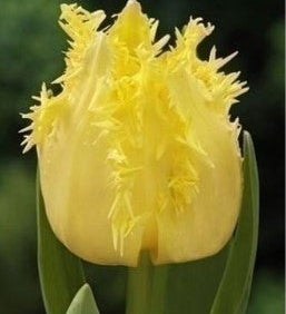 Peter's Mixture of Fringed Tulips - The Irish Gardener Store