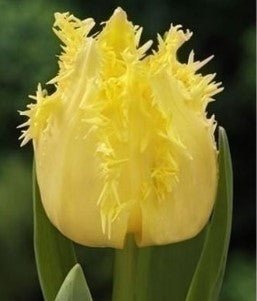 Peter's Mixture of Fringed Tulips - The Irish Gardener Store