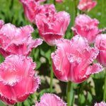 Peter's Mixture of Fringed Tulips - The Irish Gardener Store